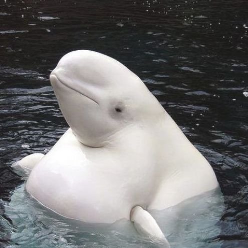 Whacky Whales tweet media