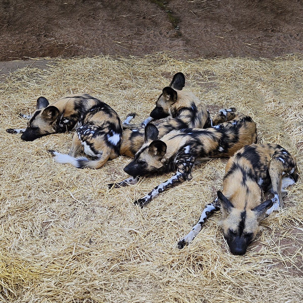 PerthZoo tweet picture