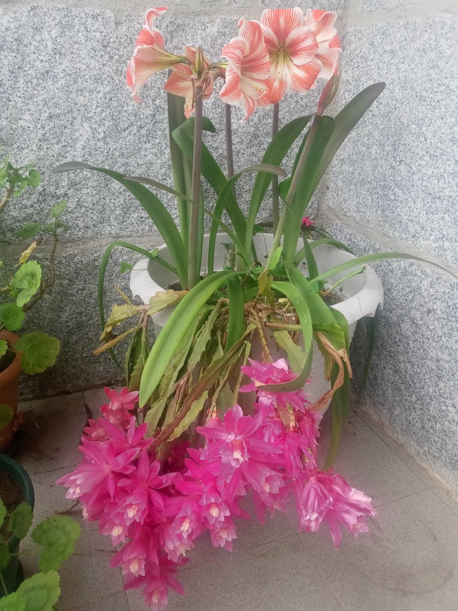 carallochosco's tweet photo. π·#LasPlantitasDeBuBuπ·
Plumas de Santa Teresa y Lirios de San Jose, combinaciΓ³n de millones
#Flores #amarilys #cactus #orquideas #azucenas
"Quien quiera ver oscuridad, verΓ‘ oscuridad. Los que quieran ver color, verΓ‘n flores"
#Epiphyllum #Disocactus #Hippeastrum https://t.co/yUu9QoRpvl