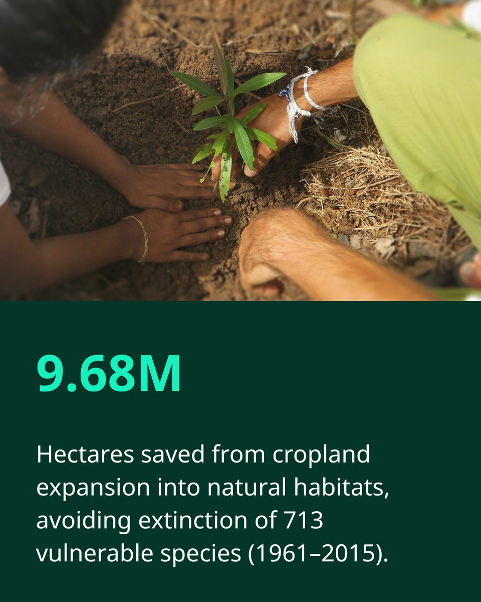 CGIAR's tweet photo. Better farming = more nature protected 🌿 CGIAR varieties helped spare 9.68M hectares from being turned into cropland, protecting 713 vulnerable species from extinction in the process. 
👉 https://t.co/BzjLfBzsBK 

#Biodiversity #OneCGIAR https://t.co/CoizhTqrdn