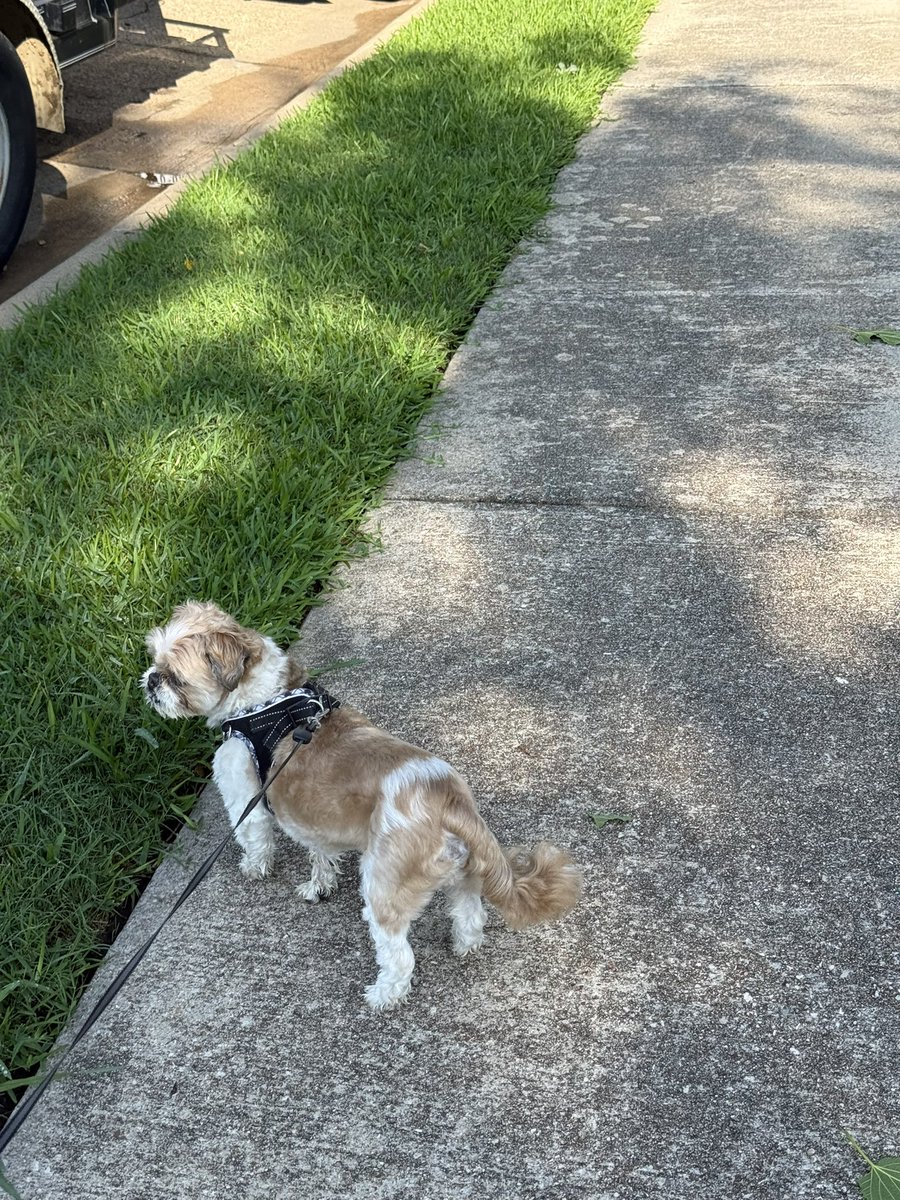 Jmar82594's tweet photo. Birthday boy going on his bday walk before he gets a fat juicy burger . Gotta get myself right before my fatass burger too @rosinpapi 🔥 https://t.co/MNEDGDCu1l