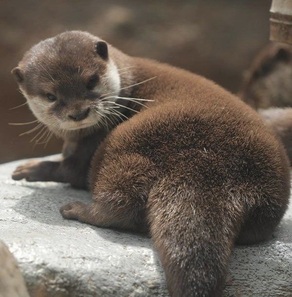 Charlie Cox as Otters tweet media