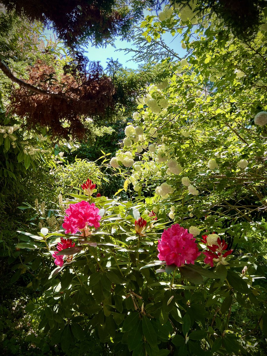 saabi_nothing's tweet photo. The lush summer garden. How will I ever get enough of this? Spellbound and mystified, I am paralysed by your beauty. 

No adornments. Simply as you are.

#garden #summergarden #nature #naturalbeauty https://t.co/0HWj6zoXkb