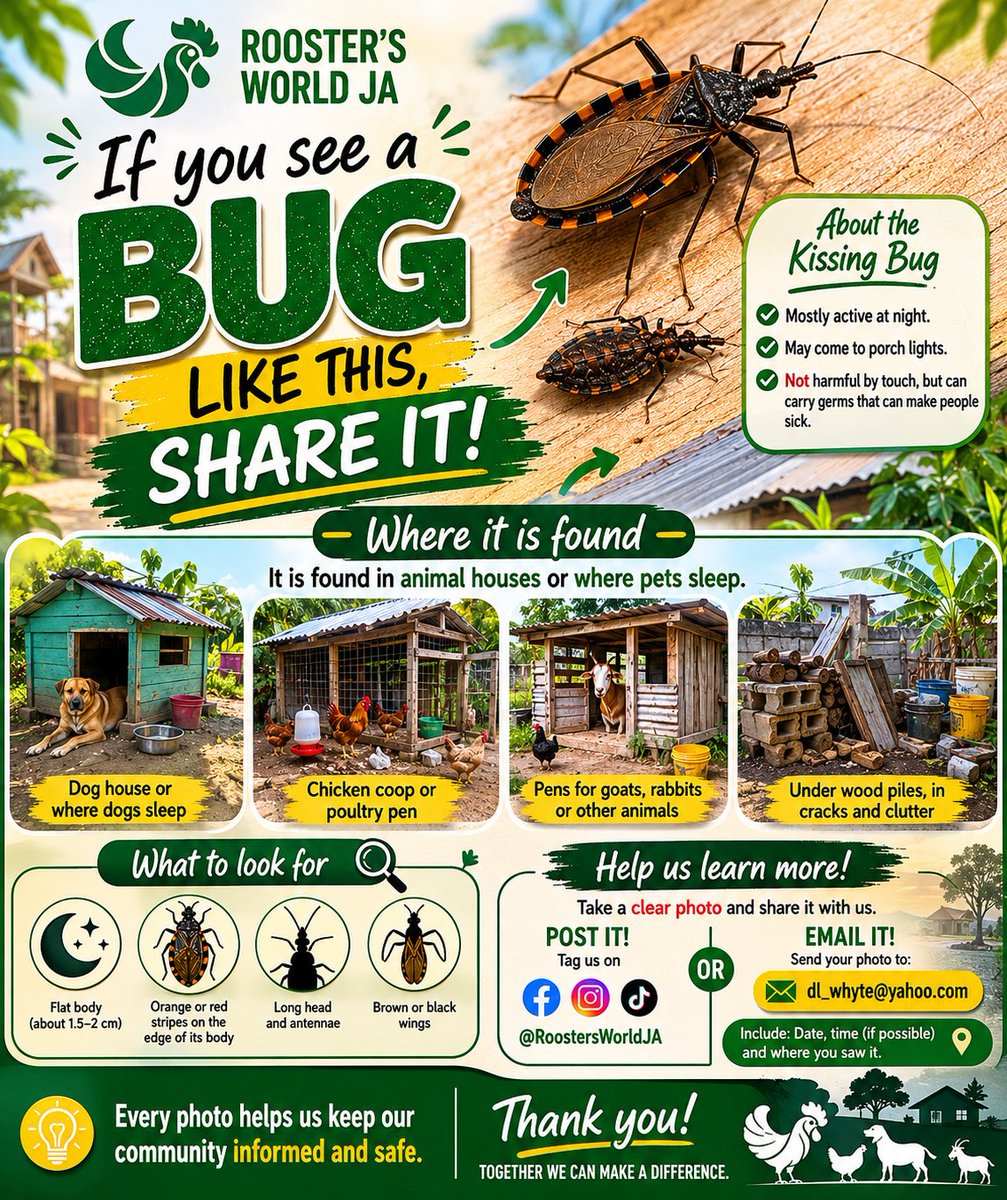 RoostersWorldja's tweet photo. We are carrying out a study to document whether these bugs are found in Jamaica. Some local names include “kissing bugs” or “mother grudgeful.”

There is also another bug commonly found on plants that can look similar, so we are asking the public to share observations and photos to help with identification.

If you see a bug that looks like this, please send the location, date, and a clear photo to @RoostersWorldJA or email dl_whyte@yahoo.com.

Please share this post with your network so we can gather more information from across Jamaica. 🇯🇲