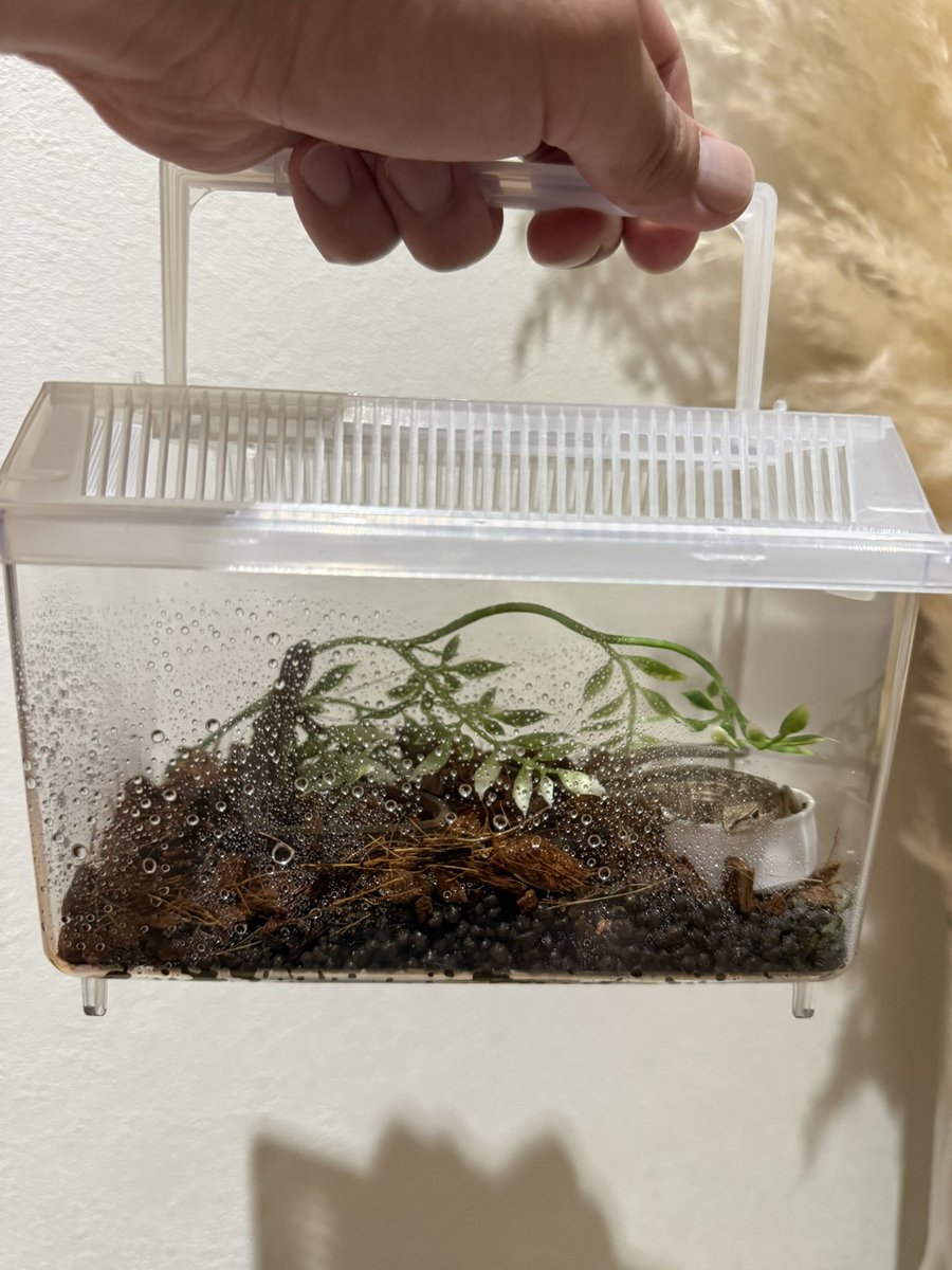 SMARTS🦎 tweet media