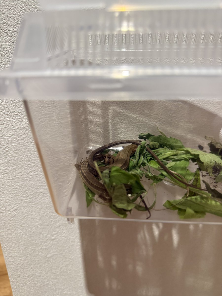SMARTS🦎 tweet media