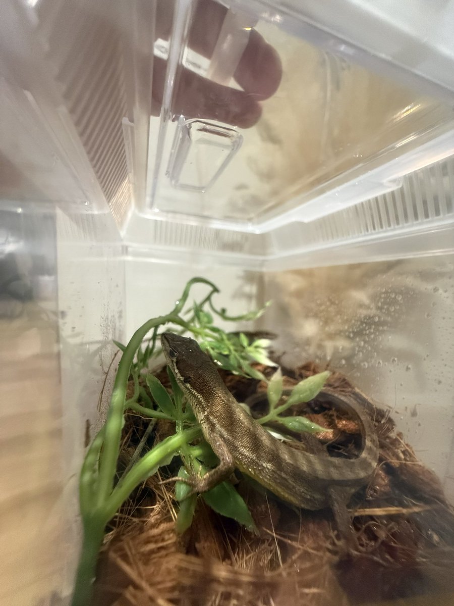 SMARTS🦎 tweet media