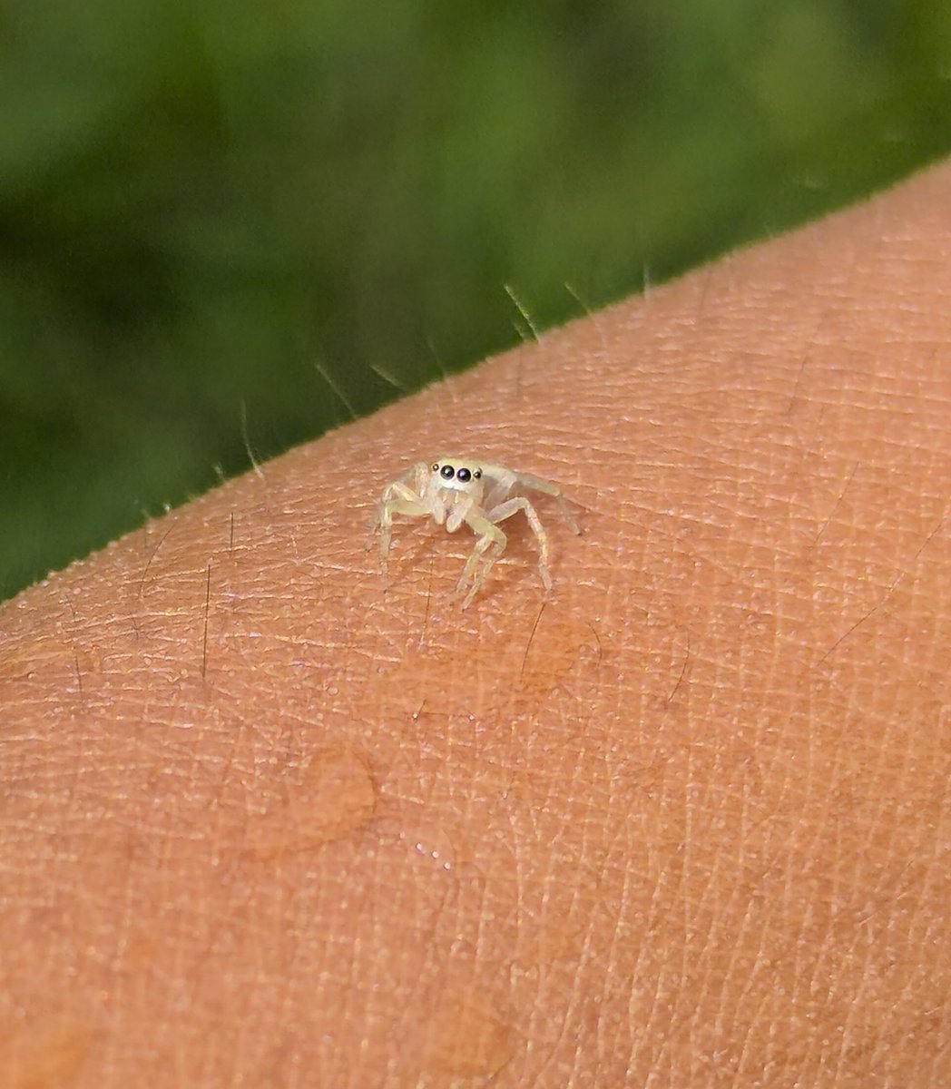 Marcyslair's tweet photo. I adore jumping spiders 🖤 https://t.co/YW0yOvkBkR