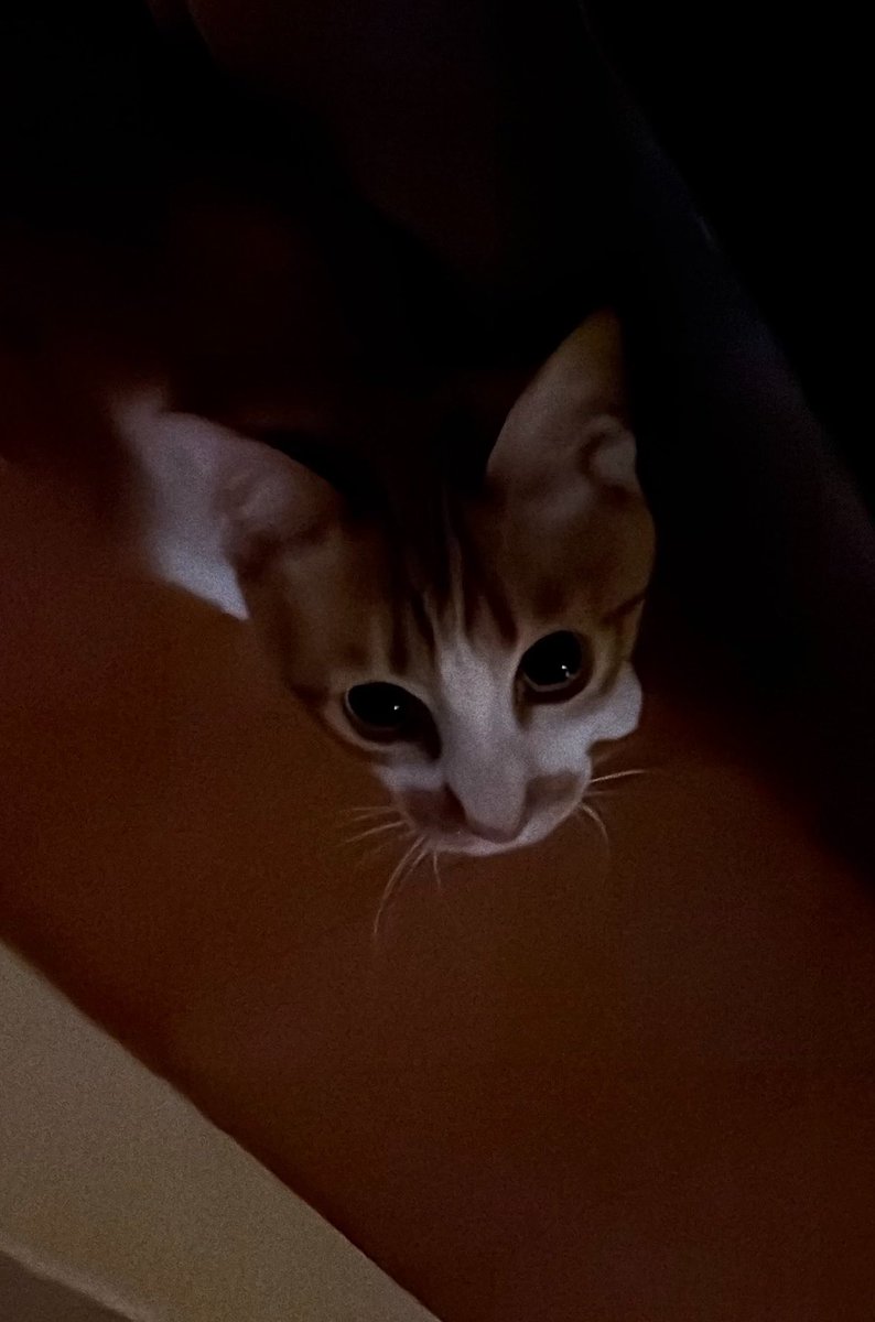 aaa80175017's tweet photo. Wanna sleep with me?

被融化了嗎

#cat https://t.co/BMrtBHp7U3