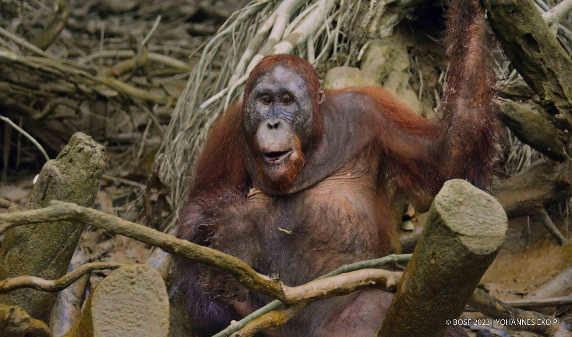 Orangutandrea tweet media
