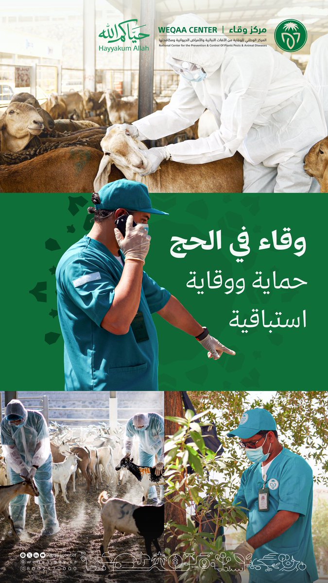 WeqaaCenter's tweet photo. جهود ميدانية مستمرة.. للحفاظ على سلامة الثروة الحيوانية والنباتية، تحقيقاً للأمن الغذائي وتعزيزاً للصحة العامة لضيوف الرحمن.
#وقاء
#وقاء_لتطمئن
#حياكم_الله
#حج_1447هـ https://t.co/NMS6joonWU