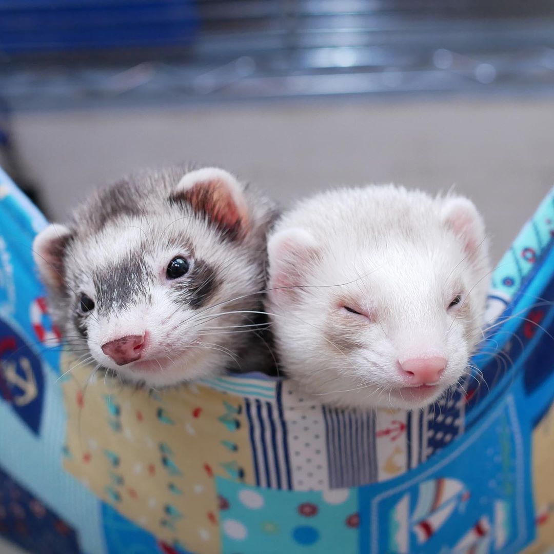 Ferret Every Hour tweet media