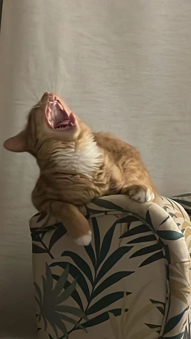 𝔟𝔞𝔯𝔞𝔩𝔩𝔬𝔠𝔞𝔰 tweet media