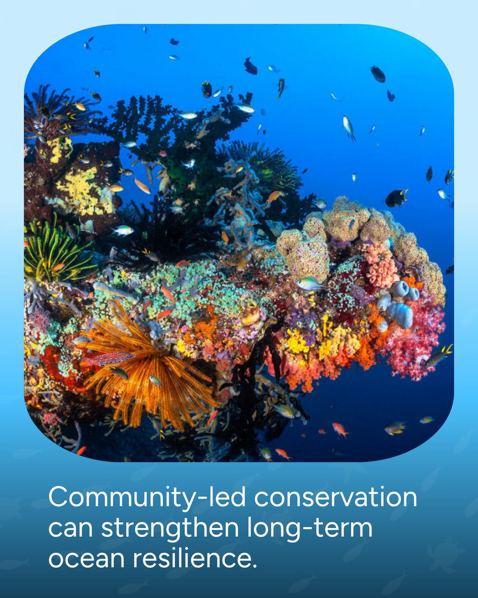 Wave_Browser's tweet photo. Traditional knowledge and community action are helping protect Indonesia’s oceans for future generations. 🌊

Across coastal communities, local conservation systems are being revived to support marine ecosystems, strengthen fisheries, and promote long-term ocean resilience.

Protecting the ocean starts with people who know it best.

#WaveBrowser #OceanConservation #MarineProtection #Sustainability #SaveTheOcean