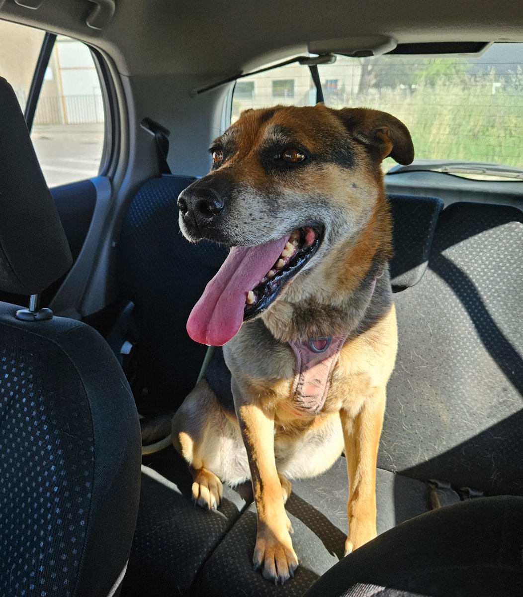 elsquissos's tweet photo. ❤️ MIA EN ADOPCIÓ 
A la Mia li encanta anar amb cotxe però li agradaria encara més si fos per anar a la seva casa
És una gosseta que ha millorat moltíssim el seu caràcter i amb les persones és molt bona, afectuosa i obedient. Passeja molt bé amb corretja i fa molt cas
Ens ajudeu? https://t.co/aYDql3LBzZ