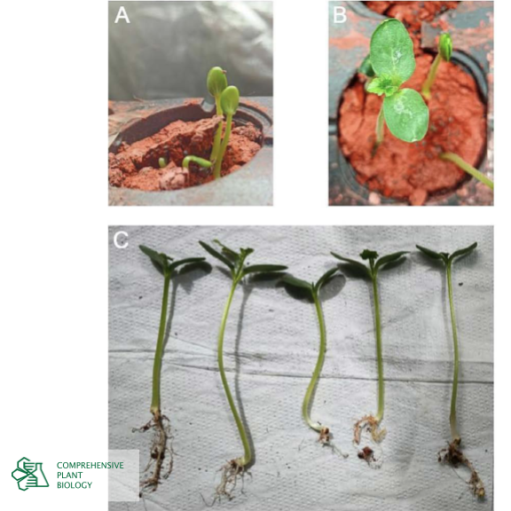 CompPlantBiol's tweet photo. Can we grow watermelon on #Mars? Find out at https://t.co/7asah69i1D #astrobiology #openaccess @BiologyFaculty https://t.co/eaH4Dgn0q8