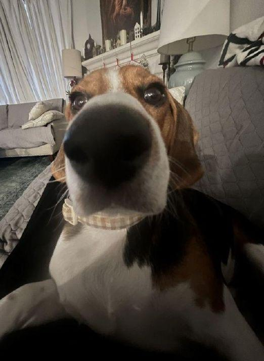 Battle Beagle tweet media