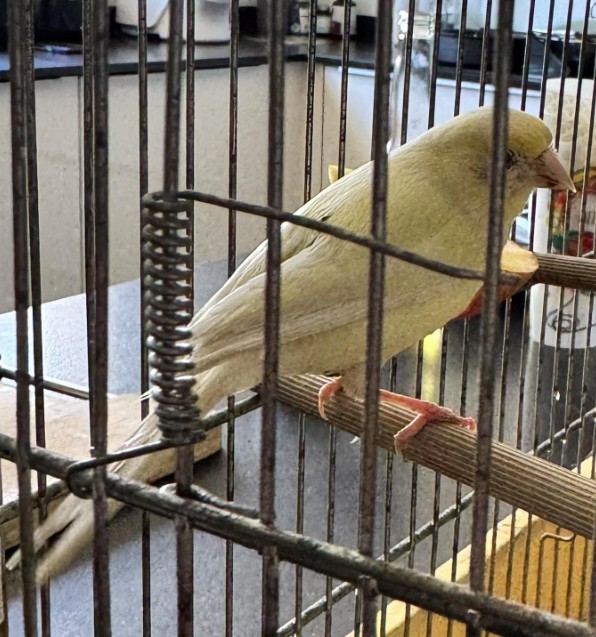 Missing Animaux 81 tweet media