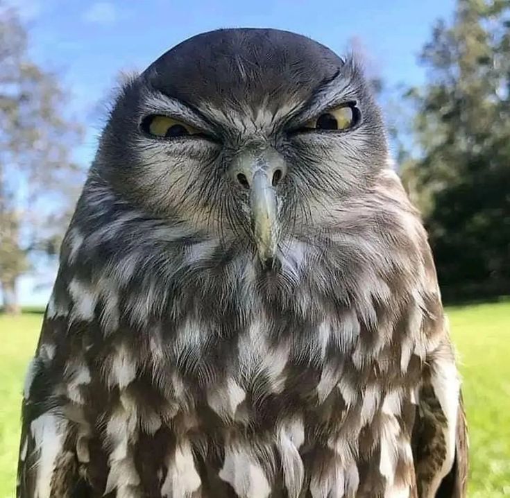 Owl tweet media