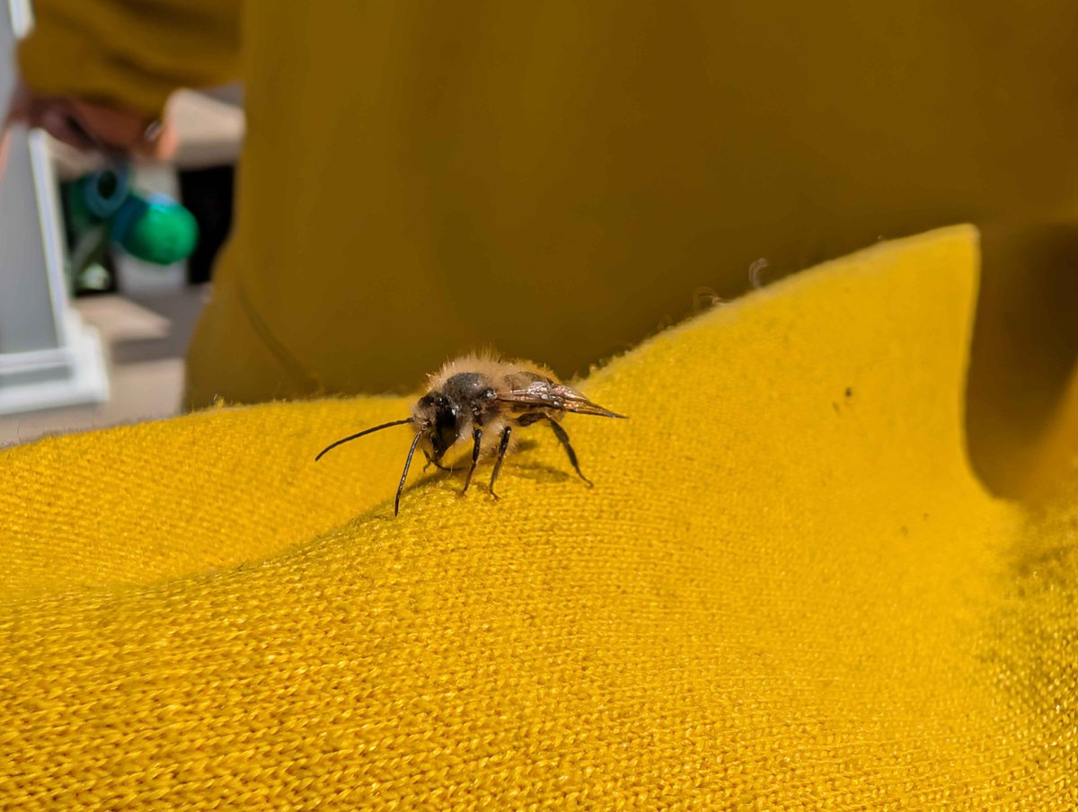 ApricotKnight's tweet photo. @washghost1 I had a lil fuzzy guy land on my yellow sweater very early on in spring... trying to lick my sleeve. Sweet lil guy I am not a flower qvq  he then flew off to the plants https://t.co/1XslgklLXS