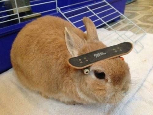 pup ੯·̀͡⬮ tweet media