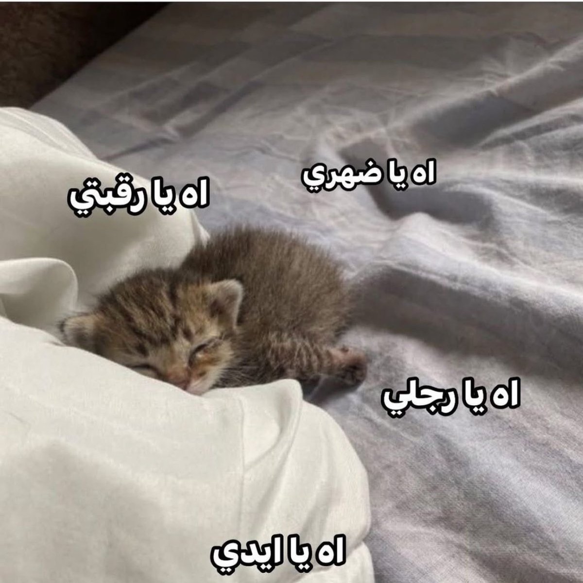 هايف tweet media