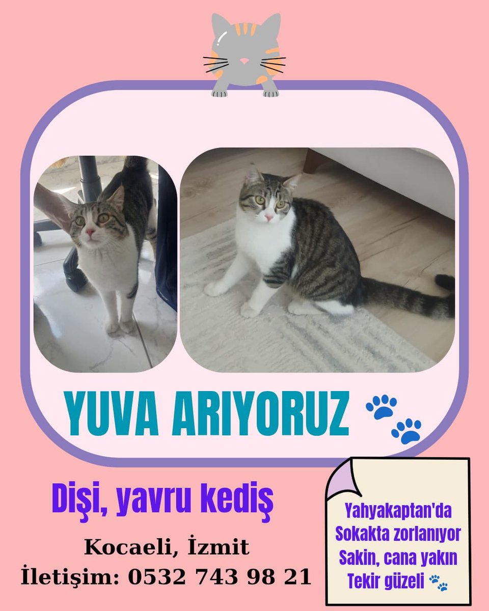 tüytop gizmot #yasayıgeriçek #matmazeliçinadalet tweet media