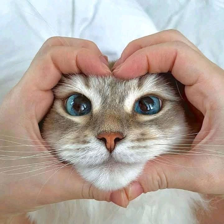 animalartt's tweet photo. Dünyanın en güzel tablosu canlı bir kalbe sahip olandır. Sizce de öyle değil mi? 💙 https://t.co/ME39BPDokA