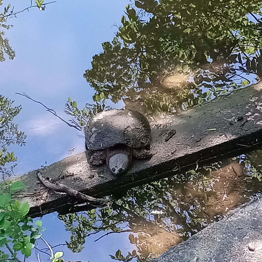 writerinturmoil's tweet photo. On my walk, I saw a turtle sun bathing.

#originalphotography #photography #originalphoto #photo #naturephotography #naturephoto #park #creek #turtle #trees #spring #wisconsin #may2026 https://t.co/hP6jYUdUYA