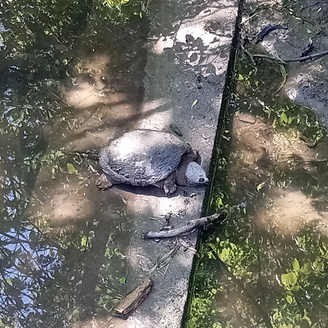 writerinturmoil's tweet photo. On my walk, I saw a turtle sun bathing.

#originalphotography #photography #originalphoto #photo #naturephotography #naturephoto #park #creek #turtle #trees #spring #wisconsin #may2026 https://t.co/hP6jYUdUYA