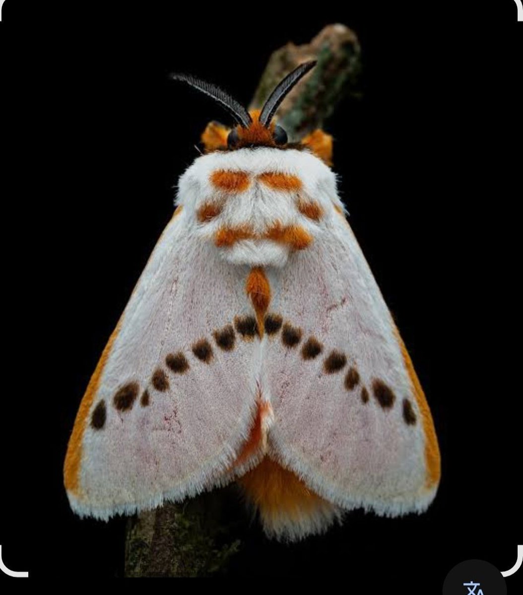 butterfly world 🦋 tweet media
