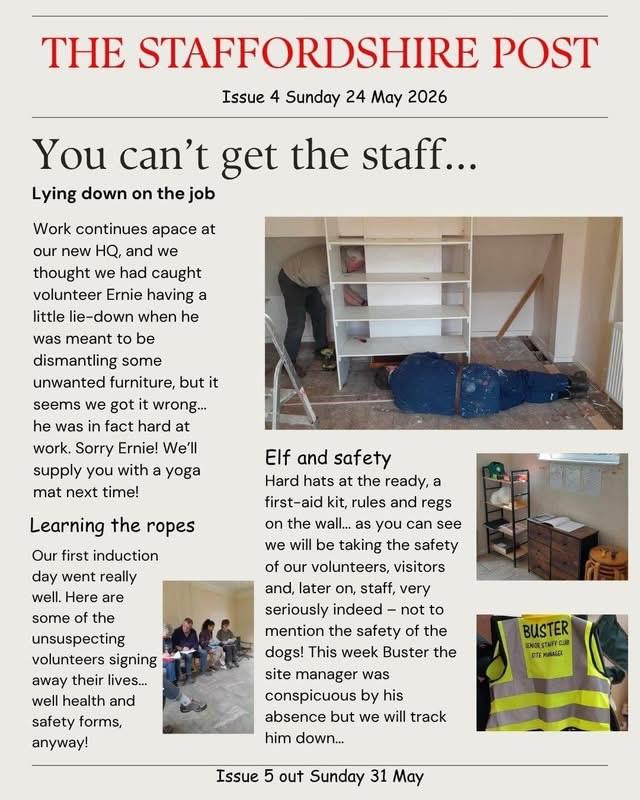 Senior Staffy Club Dog Rescue tweet media