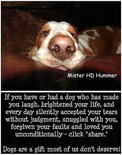 CarlosMerritte's tweet photo. ❤️ Tag your friends ❤️🥰🥰
#LoveDogs #MyBestFriend #BassetSniffing #HappyHound #BassetJoy #BassetHoundLoverUSA https://t.co/4nIH2m4RMP