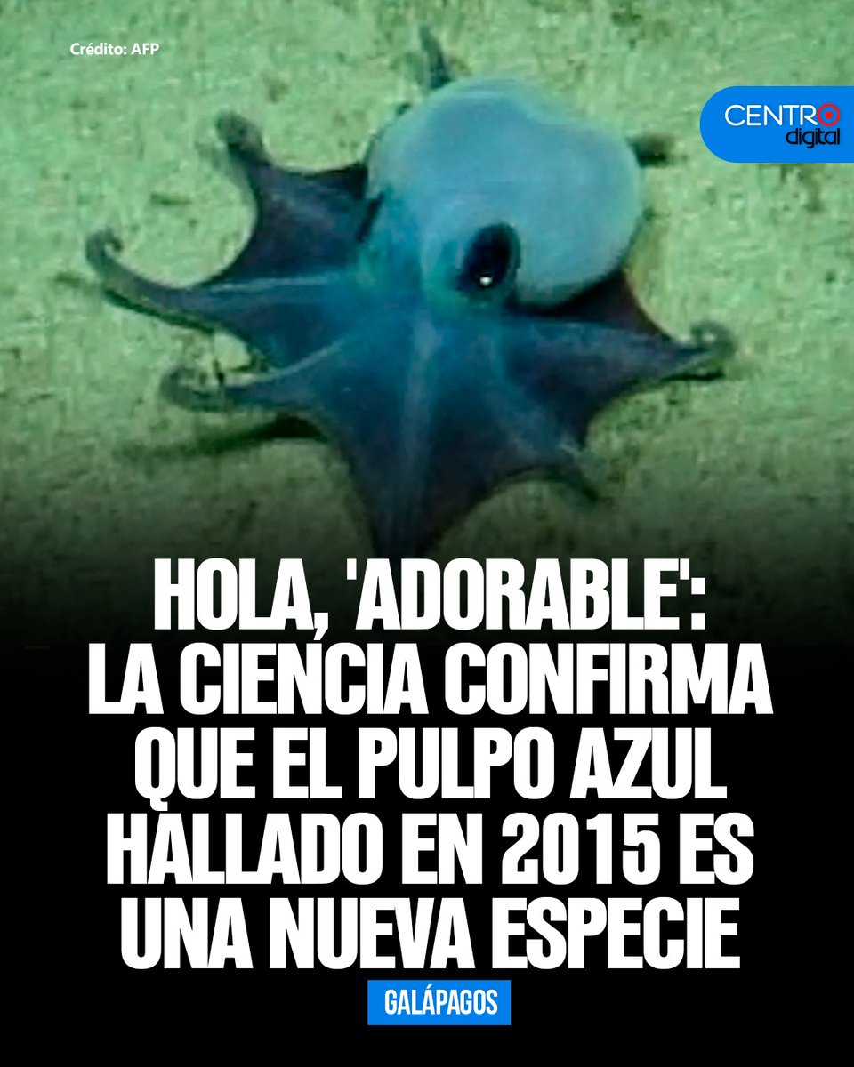 radiocentroec's tweet photo. #ATENCION | La ciencia confirma este 25 de mayo de 2026 que el pequeño pulpo azul "Microeledone galapagensis" avistado por primera vez en Galápagos en 2015 es una nueva especie.
Los detalles ➡️ https://t.co/RhMZZeF4fe https://t.co/QlRuPf2qDr