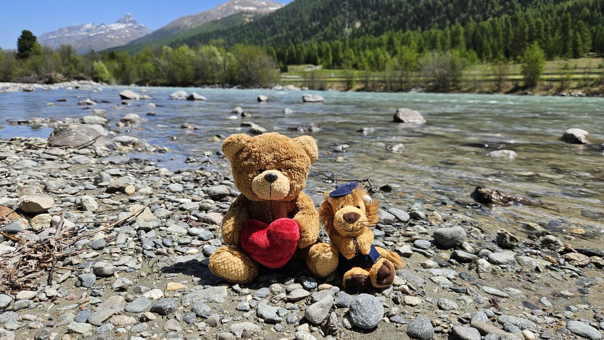 Swiss Piper Bears tweet media