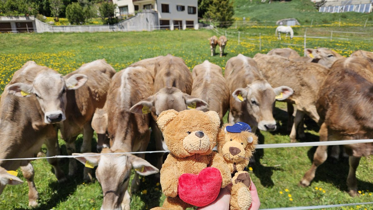 Swiss Piper Bears tweet media