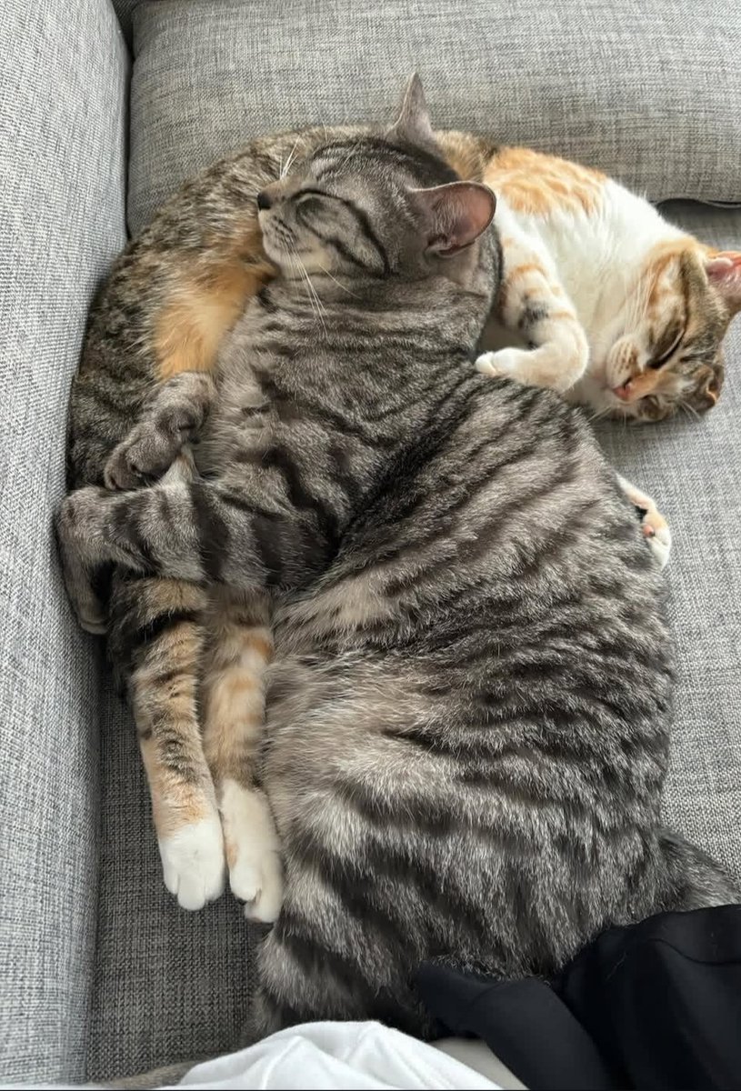 Cat 🐈 tweet media