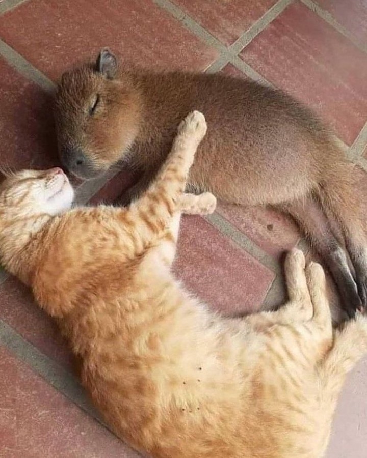 NoCatsNoLife_m's tweet photo. Capybaras and cats might be a perfect match.🥹🧡 https://t.co/RzNIi1Zalo