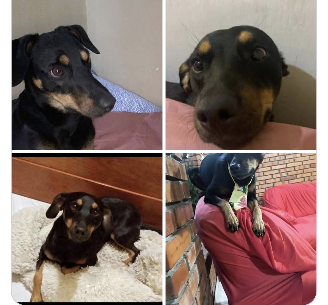 ruthdemoab's tweet photo. Te seguimos buscando mi amado Zeus, ayudennos a que regrese a casa. Lo extrañamos mucho. Visto por últina vez en Mariano Roqur Alonso. Cualquier info al 0994.286.504. https://t.co/ioJkqv7PaP