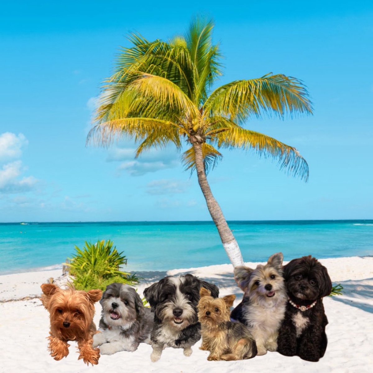 Foreveryorkiepups 🌻🧸🩶 tweet media