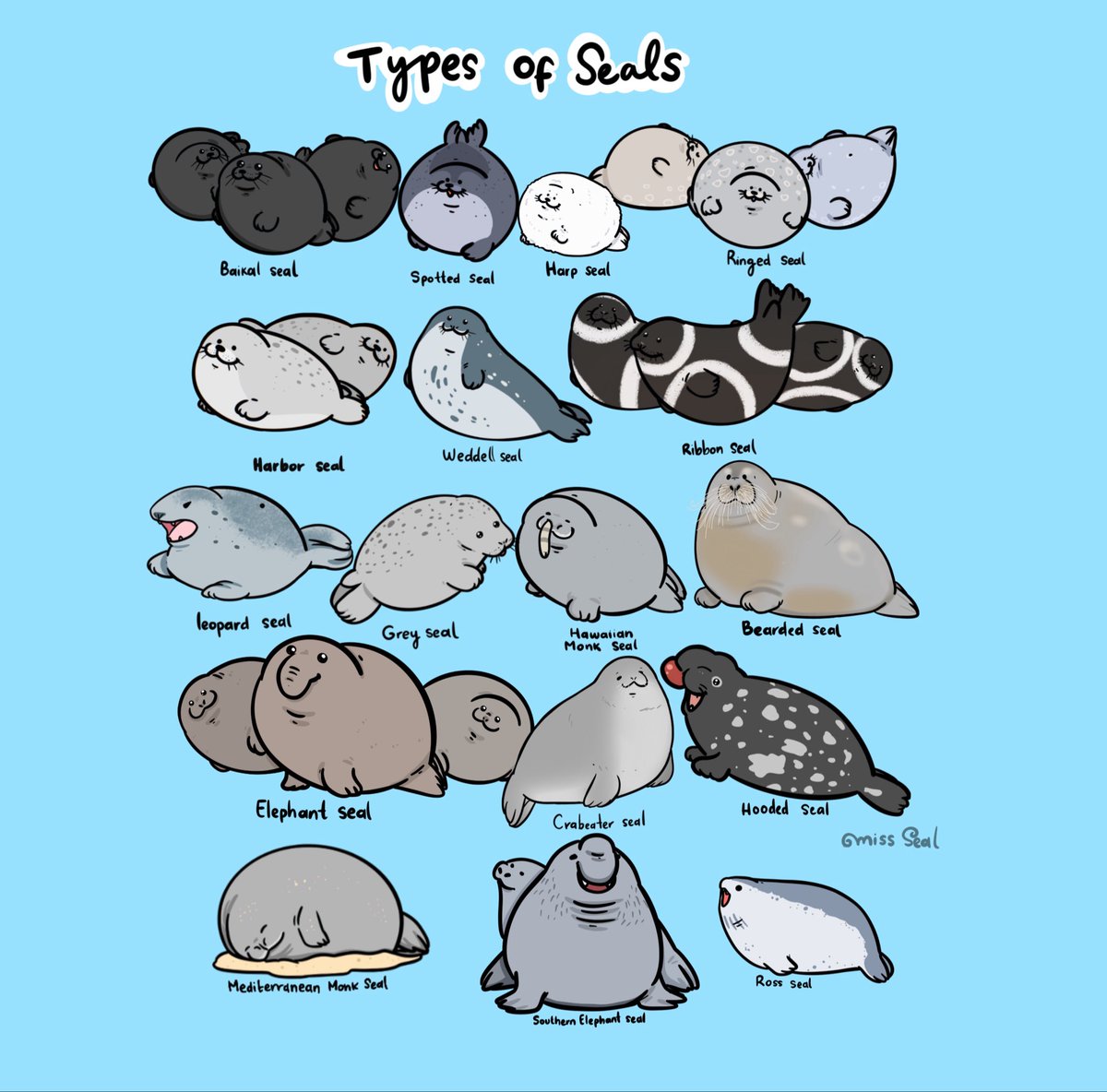 Miss_seal🦭 tweet media