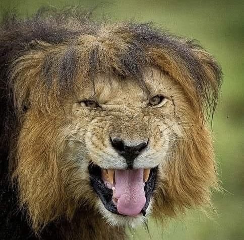tigertwting's tweet photo. this is how an owl/lion looks after a rainstorm

which one is most ugly? https://t.co/rGDR4g9f9K
