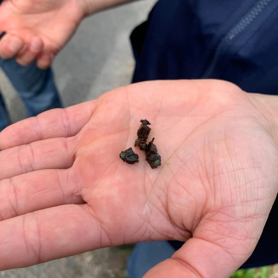 etrebieres's tweet photo. Mercredi dernier, nous avons profité d'une météo parfaite pour les portes ouvertes du refuge LPO.
Nous avons pu observer des libellules et leurs exuvies, des grenouilles rieuses, des salamandres et même une épreinte de loutre d'Europe. https://t.co/z9usszE59w