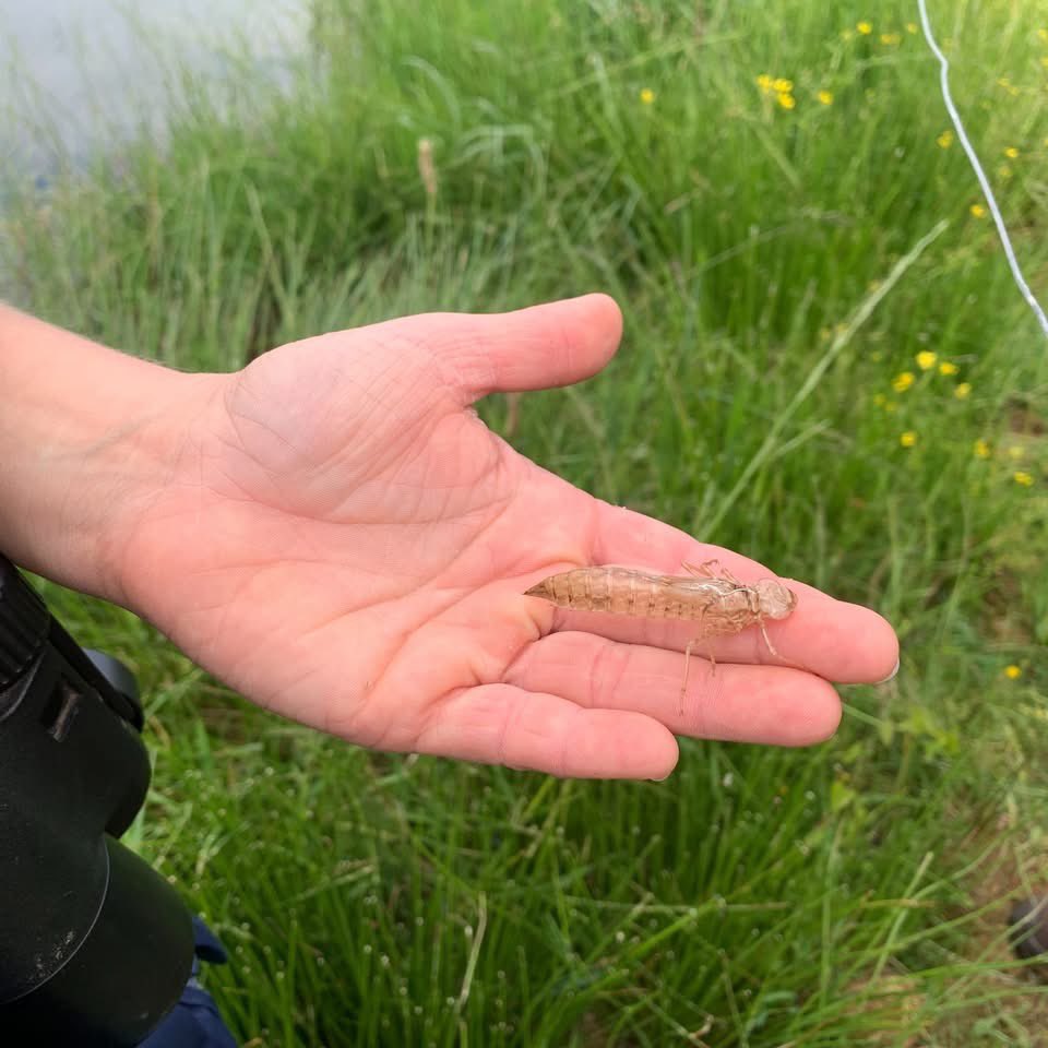 etrebieres's tweet photo. Mercredi dernier, nous avons profité d'une météo parfaite pour les portes ouvertes du refuge LPO.
Nous avons pu observer des libellules et leurs exuvies, des grenouilles rieuses, des salamandres et même une épreinte de loutre d'Europe. https://t.co/z9usszE59w
