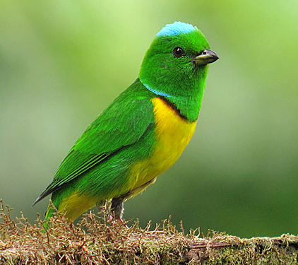 BuhosNo's tweet photo. Clorofonia coroniazul (Chlorophonia occipitalis)

Paseriforme de la familia Fringillidae que se distribuye en bosques desde México hasta Colombia. https://t.co/zyLQ2sXojt