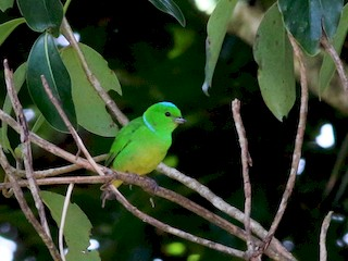 BuhosNo's tweet photo. Clorofonia coroniazul (Chlorophonia occipitalis)

Paseriforme de la familia Fringillidae que se distribuye en bosques desde México hasta Colombia. https://t.co/zyLQ2sXojt