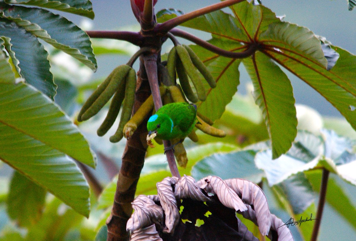 BuhosNo's tweet photo. Clorofonia coroniazul (Chlorophonia occipitalis)

Paseriforme de la familia Fringillidae que se distribuye en bosques desde México hasta Colombia. https://t.co/zyLQ2sXojt