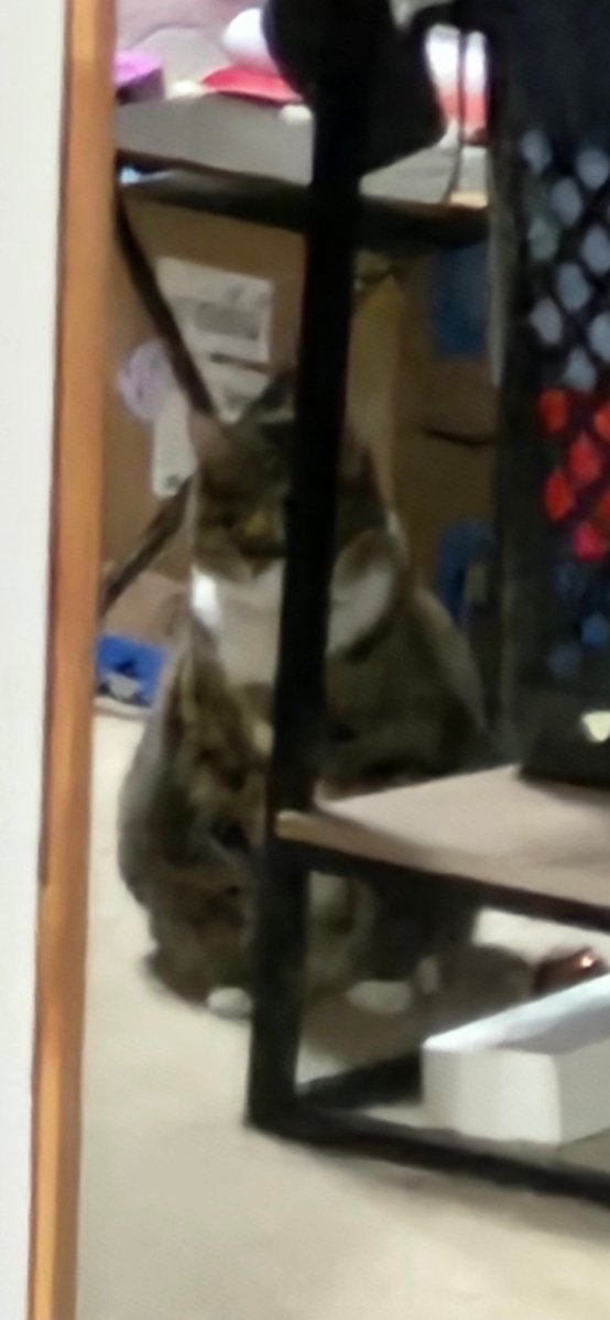 TaviTheCat tweet media