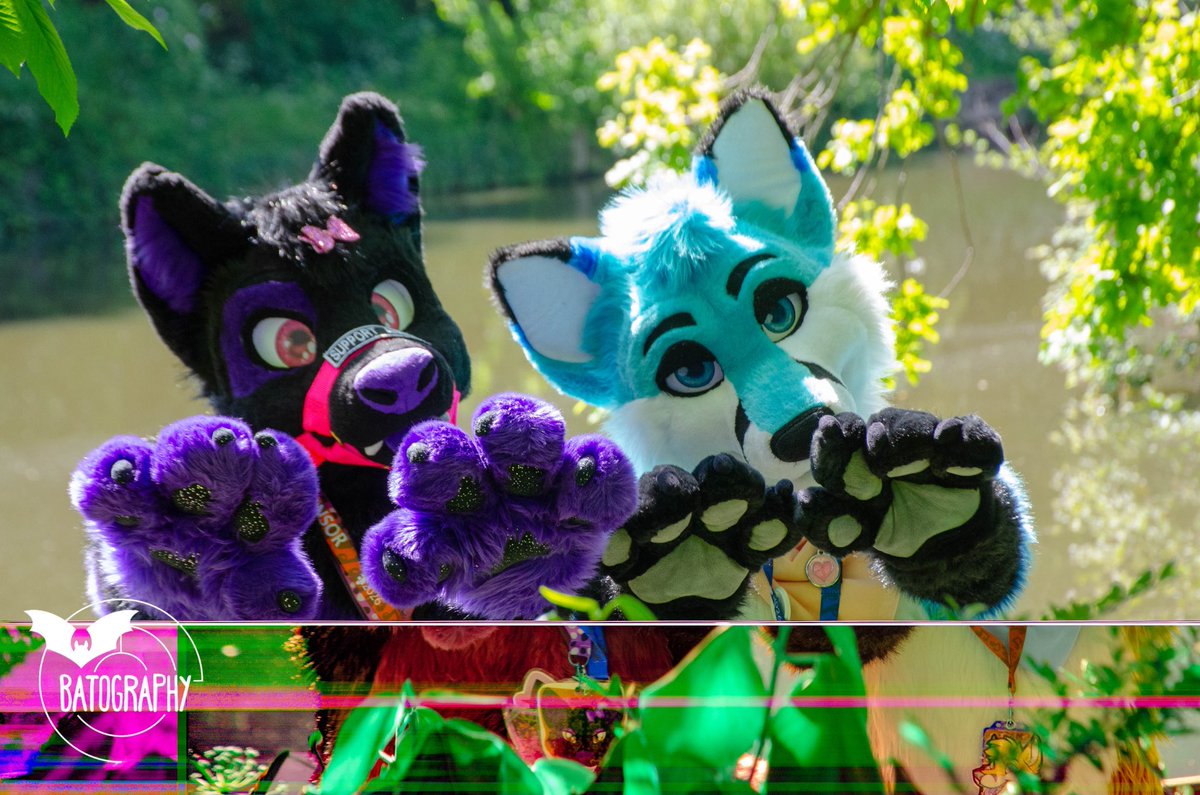 TylerWusky's tweet photo. Teaching the fox how to do puppy dog eyes for extra treats!~ 💜 🐾 

📸: @dutchthebat https://t.co/UHlARupWGr
