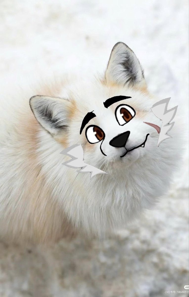 Meowcat tweet media